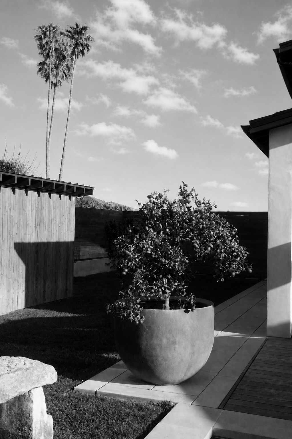 Citrus tree and palms at a Nick Mason Construction Co. project